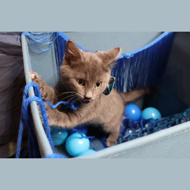 Photo of Neutron