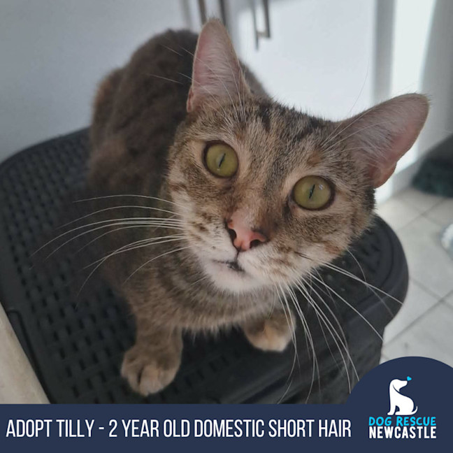 Photo of Tilly   2 Year Old Domestic Short Hair