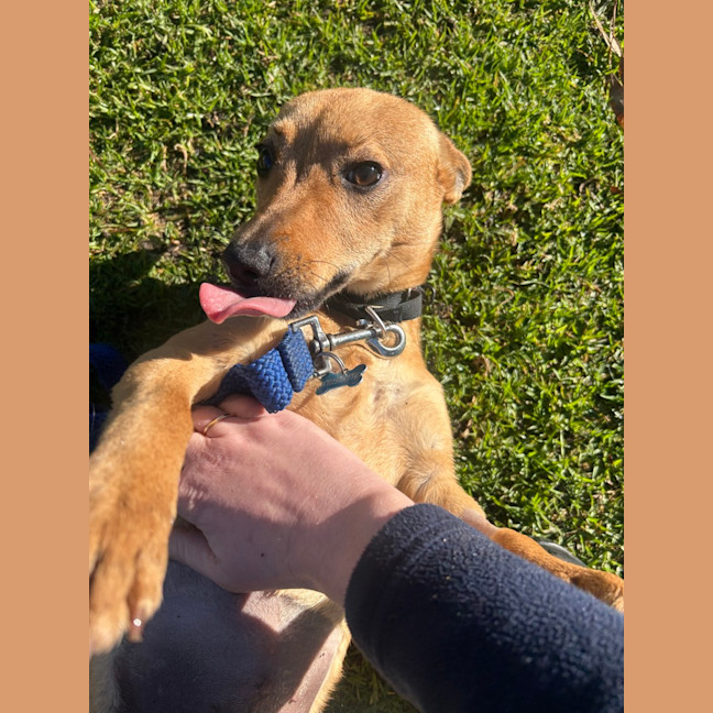 Photo of Twinkie