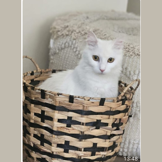 Photo of Lilly