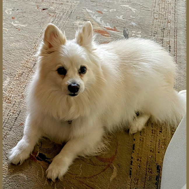 Photo of Foxy