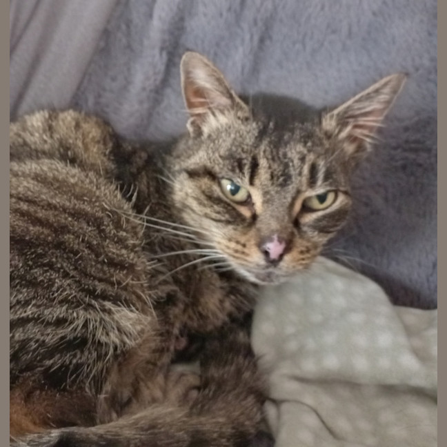 Photo of Tippy