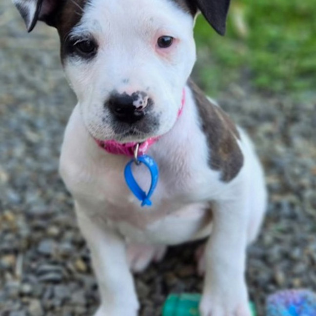 Photo of Misty