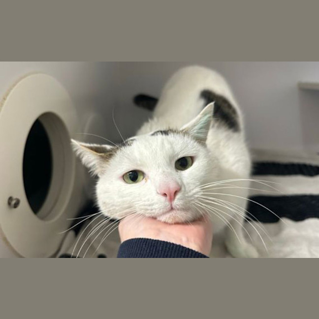 Photo of Bobo