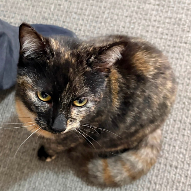 Photo of Rosie