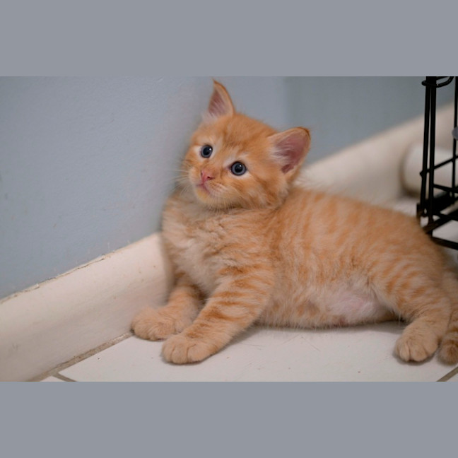 Photo of 😺 Garfield 😺