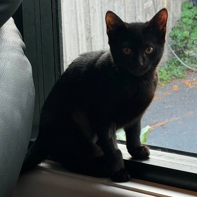 Photo of Sprout   In Foster Care In Brunswick East
