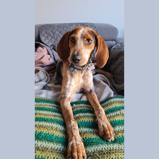 Photo of Harlow 