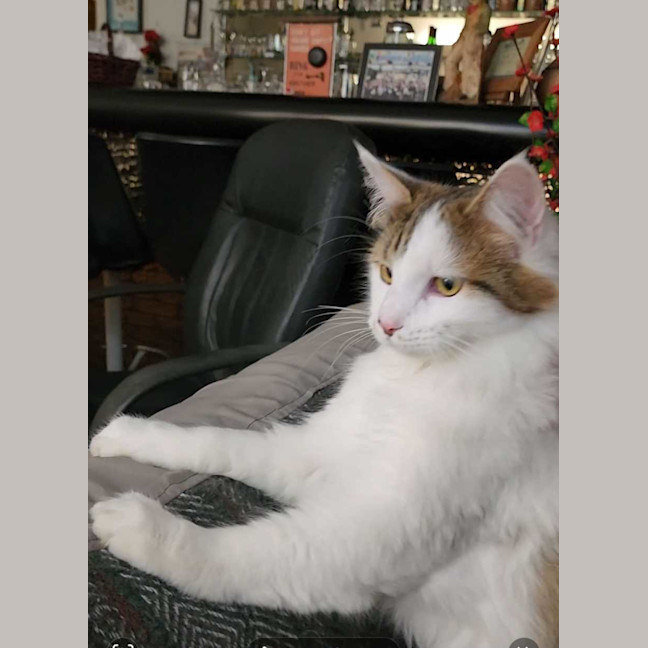 Photo of Snowie Aka Yuki