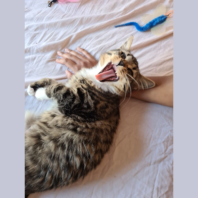 Photo of Twinkle Tail