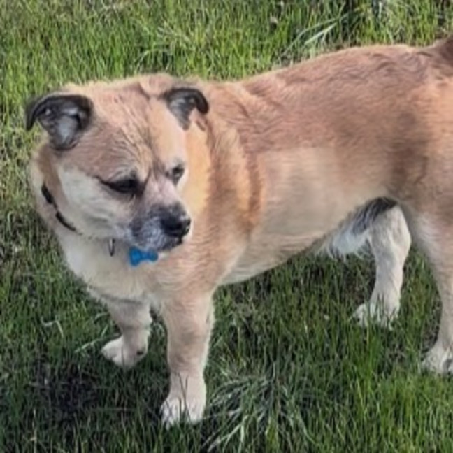 Photo of Rebel