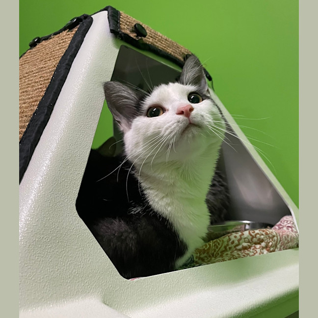 Photo of Venus (Bonded With Serena)