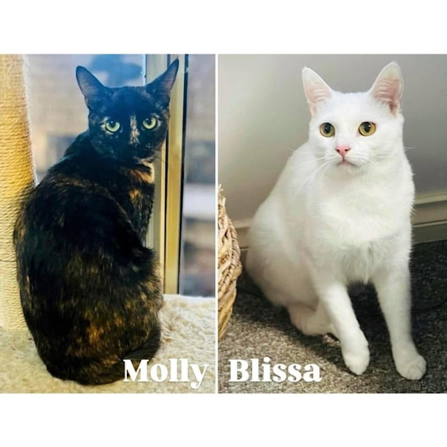 Photo of 11025 & 11052   Molly & Blissa