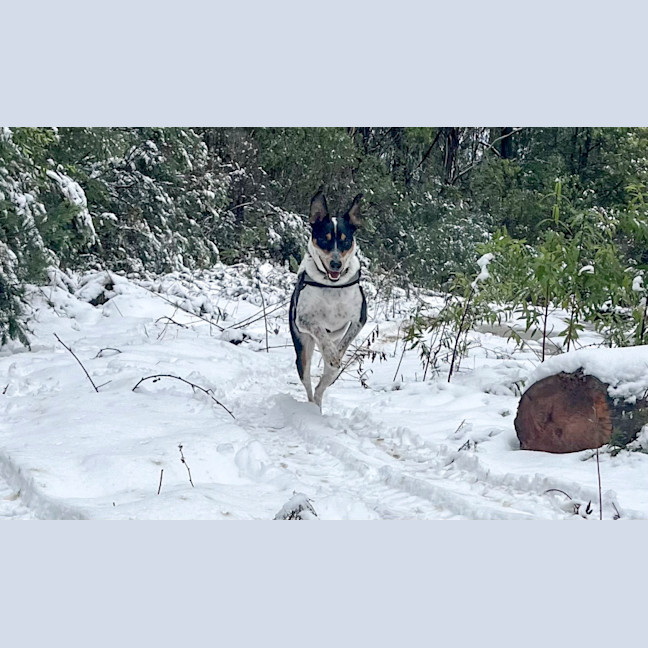 Photo of Archie