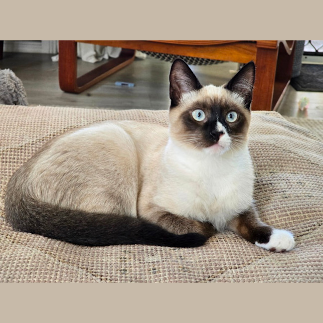 Photo of 🤎 Dash 🤎