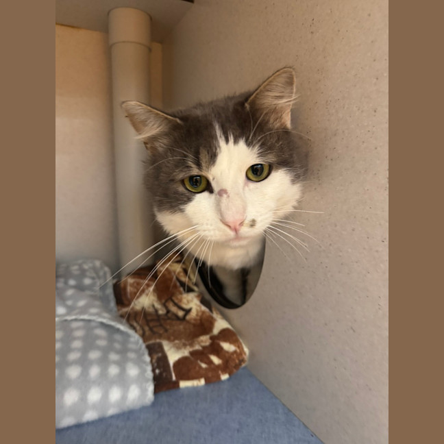 Photo of Smokey