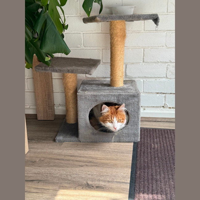 Photo of Nemo