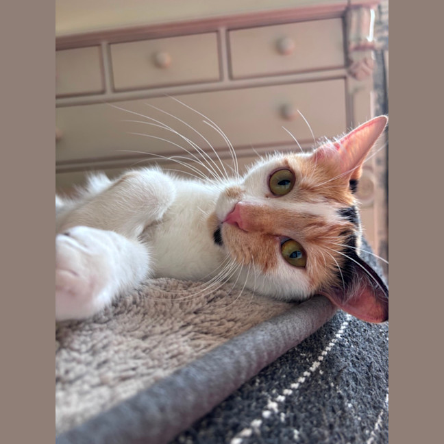 Photo of Clementine 