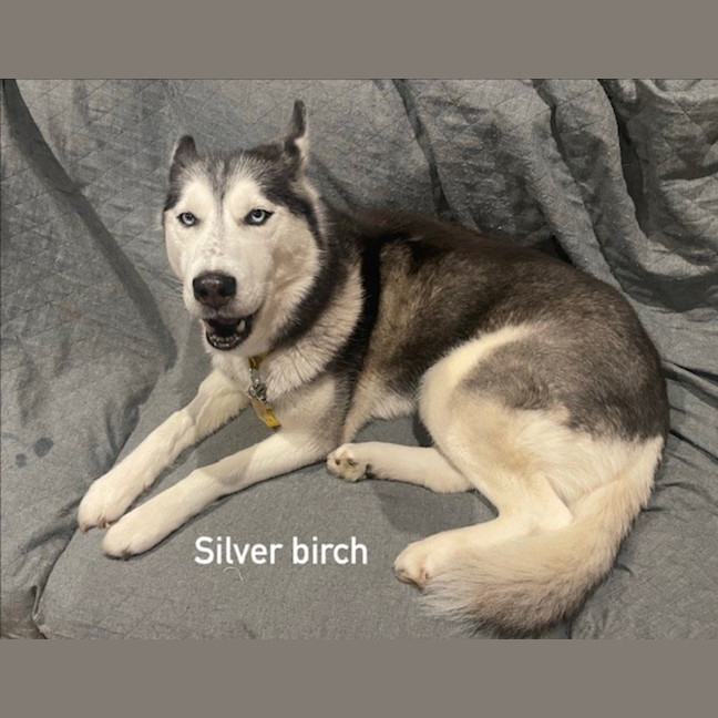 Photo of Silver Birch