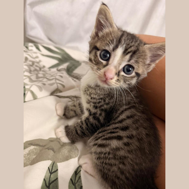 Photo of Yoda
