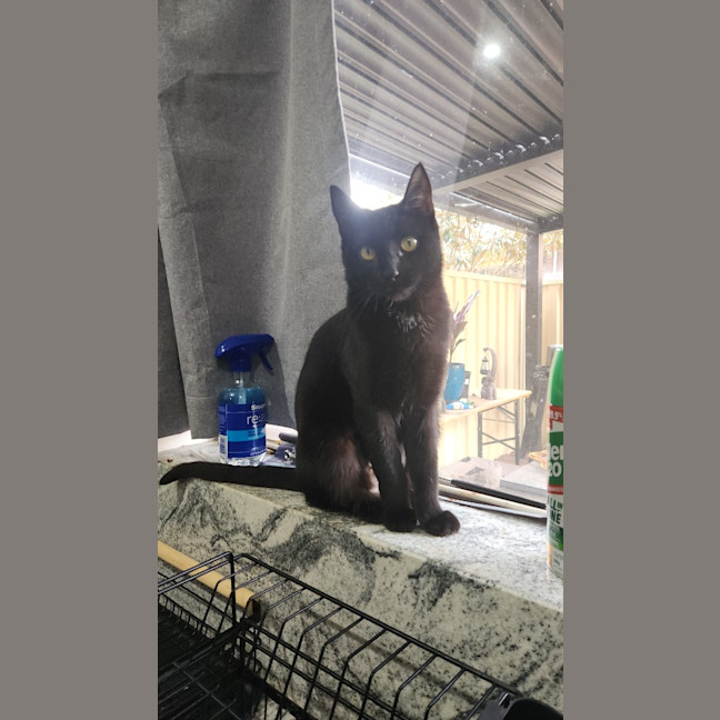 Photo of Saffie