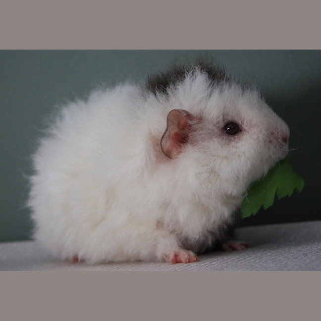 Photo of Ivey