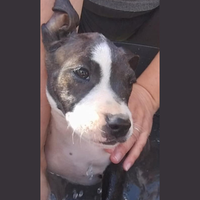 Photo of Tina🥇12 Week Old Staffy X Ridgeback Puppy