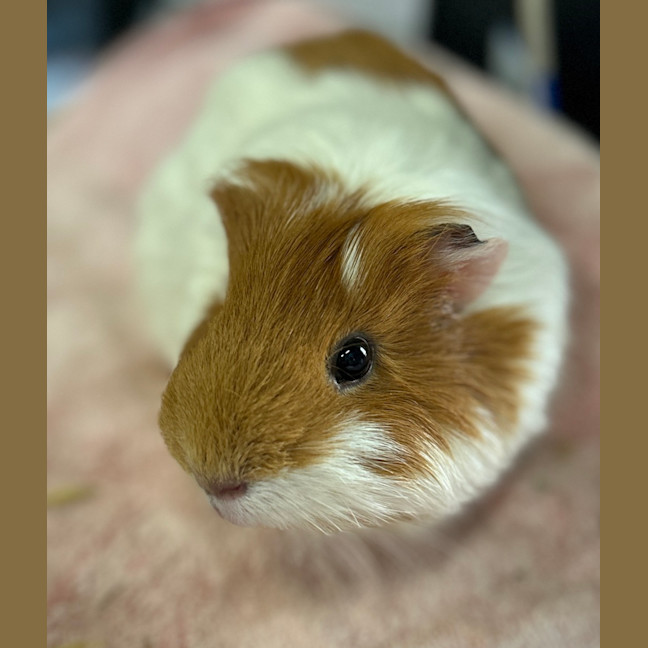 Photo of Atari