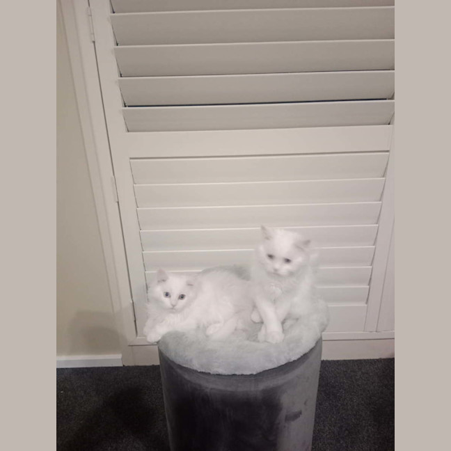 Photo of Harry & Olive