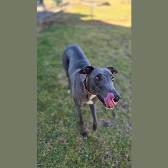 Photo of Cruiser (67748)