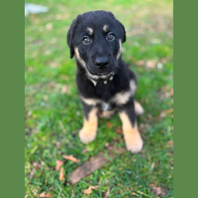 Photo of Boobook