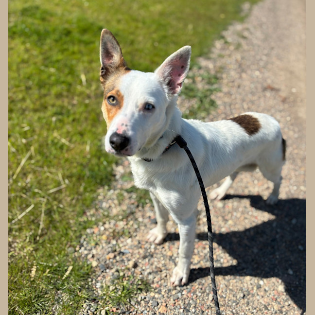 Photo of Bolt