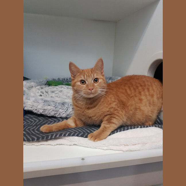 Photo of Buttercup