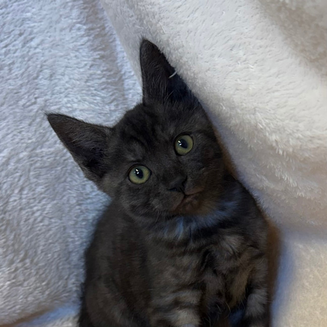 Photo of Pickle