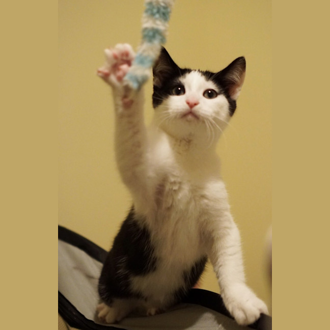Photo of Oreo