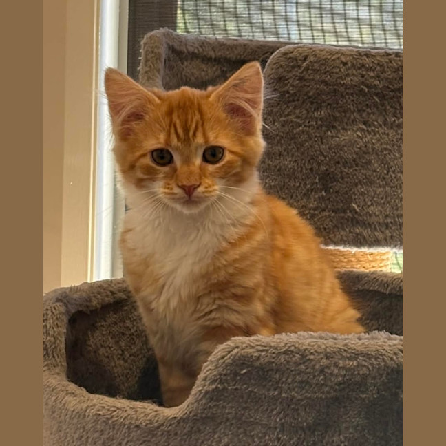 Photo of Jingle & Bell 