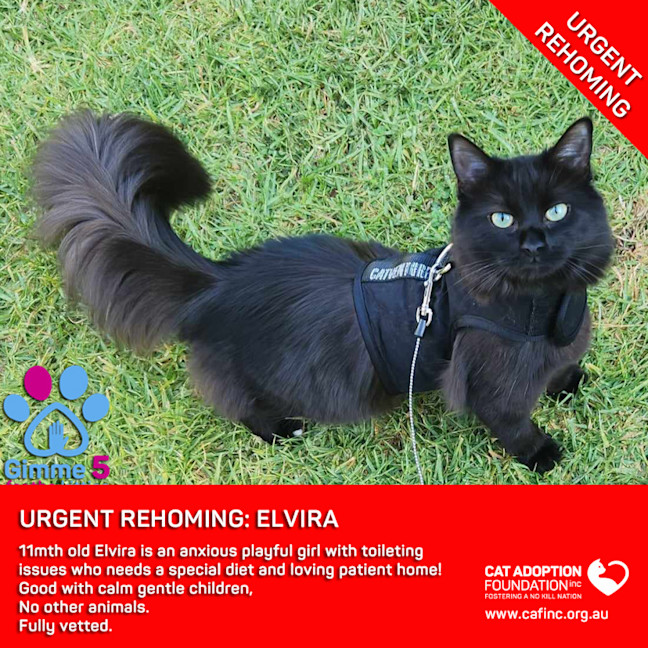 Photo of Elvira Private Rehoming No Charge!