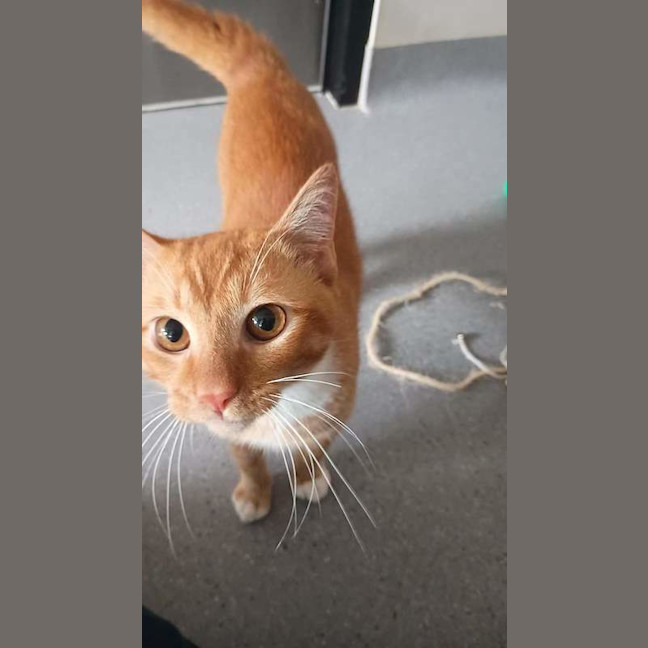 Photo of Garfield