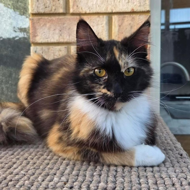 Photo of 13122   Koa