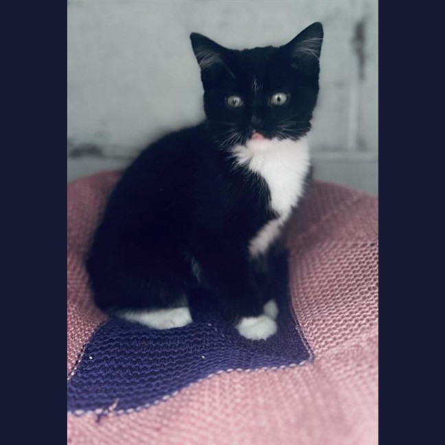 Photo of Prada