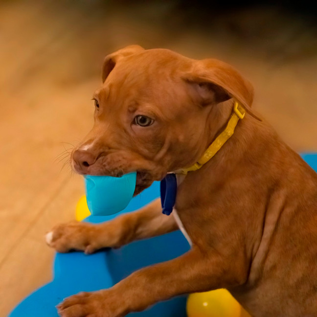 Photo of Cypress   10 Week Old Staffy X (On Trial)