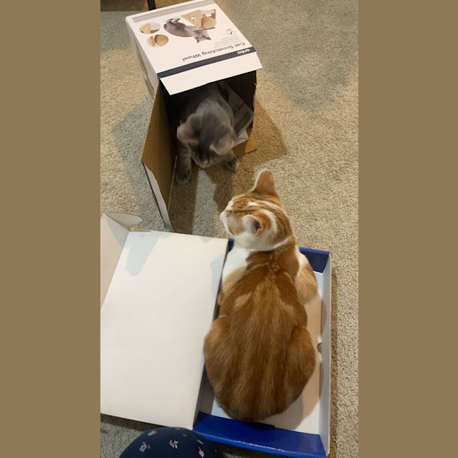 Photo of Maple And Murky