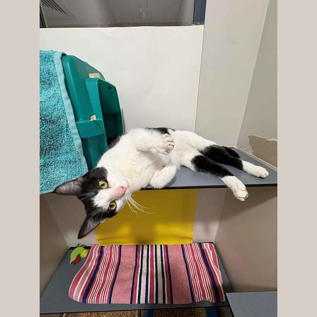 Photo of Zorro