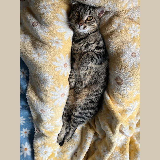 Photo of Dotti