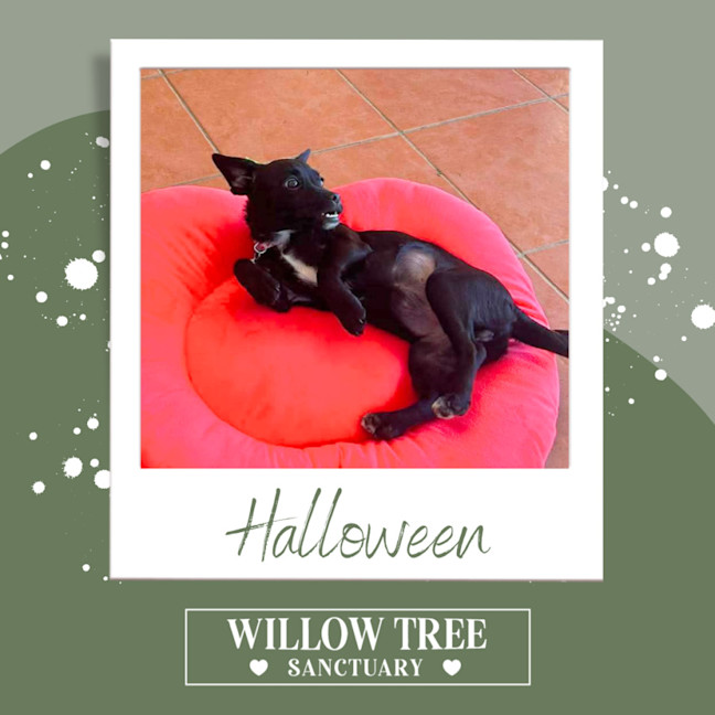 Photo of Halloween