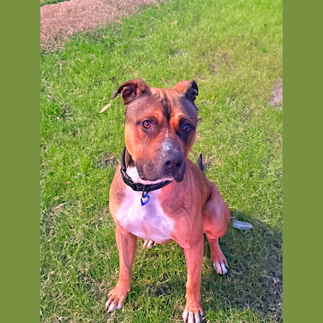 Photo of Dougie   2yo Bullmastiff X (Adopted 22/9/25)