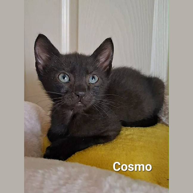 Photo of Cosmo