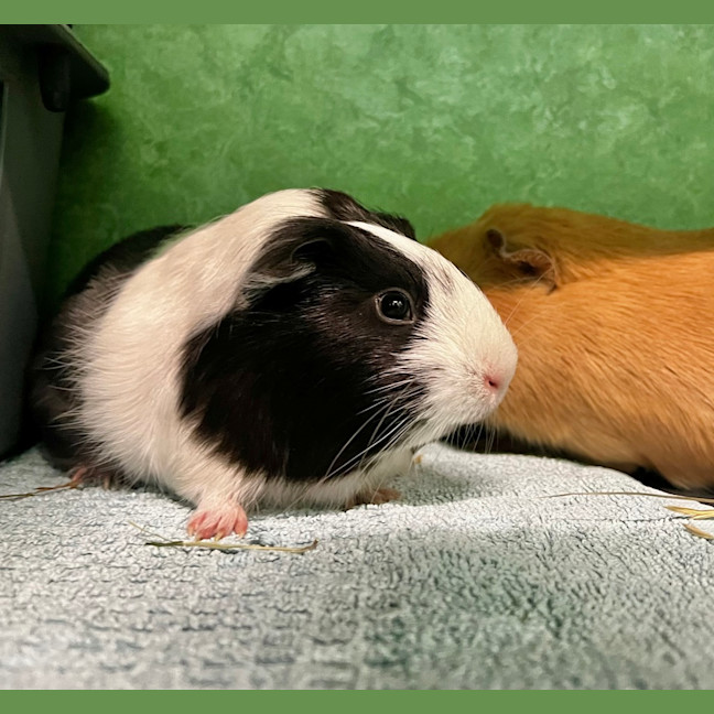Photo of Bell (Bonded To Buzz)