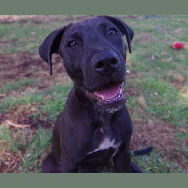 Photo of Wicked Chocolate