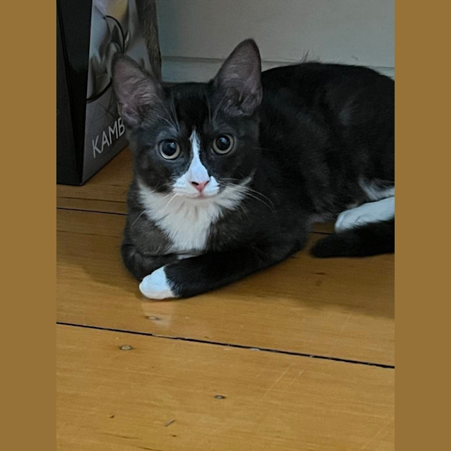 Photo of Sage